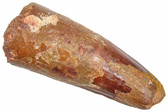 Fossil Spinosaurus Tooth - Feeding Worn Tip #361272